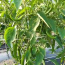 홍산농약 이미지