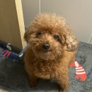 춘향이치킨 | 26년 02월 일기, 저녁 메뉴 고민일 땐 내 블로그를 봐요