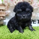 배곧애견샵 이미지