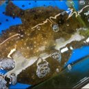 행운상회 이미지