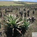 알로만농장 이미지