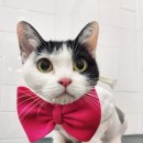 잔다냥 성남점 이미지