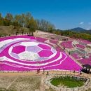 꽃구경 경남 가볼만한곳 산청 아이와 동의보감촌 생초국제조각공원 이미지