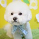 베이비숑 펫살롱 이미지