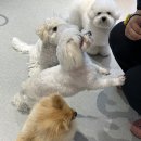 피터펫 미사점 이미지