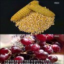밥상위의 살충제 GM옥수수 이미지