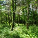 중문동-20 이미지