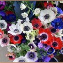 사람이 꽃보다 아름 이미지