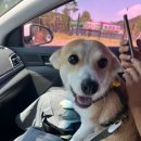 드린겐 애견테마파크 이미지