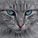 참좋은동물병원 이미지