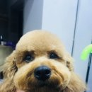 그루머웅 이미지