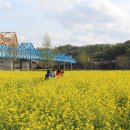 [경남 창녕] 우리나라 최대 규모의 남지 낙동강유채꽃축제 굉장합니다. ~ 낙동강유채축제 이미지