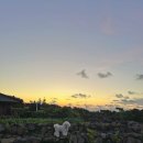 스누피 애견 이미지