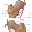 Avascular necrosis of the femoral head(대퇴골두 무혈성 괴사) 2009년 논문 이미지