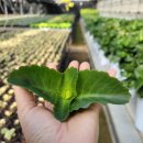 장일농장 이미지