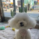 도기로움 이미지