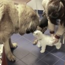 프라하동물병원 이미지