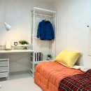 스테이나무 이미지