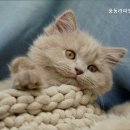 풍동 라파엘동물병원
