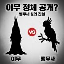 세계로가설 | 이무 앵무새 정체 원피스 결말 소름 돋는 최신 가설 정리