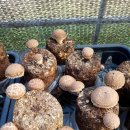 태성톱밥 이미지