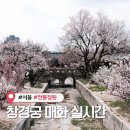 11650-16-107-5 | 창경궁 입구부터 창경궁 매화 실시간 개화현황 거의 만개한 후기 (벚꽃 아님!)