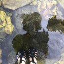 ☀️입추 기념 여름아잘가(제발가!!!!^^:::)🍉👗🤿🍁