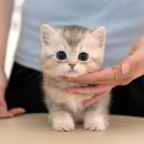 해피고양이분양 이미지