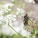 내린천자원 이미지