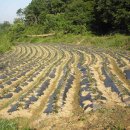 비봉농장 이미지