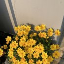 카페플로리스트