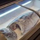 외식전문업체 맛지 | 배곧참치 맛집 금빛참치 '치코스' 가족외식 회식장소 추천