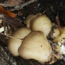 자연산느타리버섯산행후 느타리버섯요리만들기 이미지