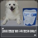 오드셀 | 강아지 덴탈껌 개의 구취 원인과 대처는? 입냄새 제거 개껌 프롬더셀 오드클리어 치석제거껌 급여 후기