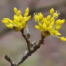 꽃섬투어 이미지