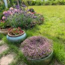 FRONT YARD(앞마당) 이미지