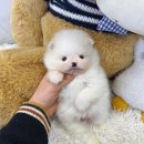 데일리독 의정부강아지분양 애견분양 이미지