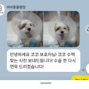 서울종합동물병원방배 | 서울 강아지 건강검진 잘하는곳 스케일링 추천 비비동물병원 내돈내산