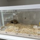 햄토리 군단 이미지