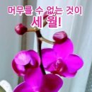 건강상식ㅡ 산야초 효소 및 효능 98종류 2ㅡ 차조기ㅡ 치료,변비.현기증,통증, 코막힘, 콧물ㅡ 감잎 ㅡ 기침, 천식, 토혈, 진액 이미지