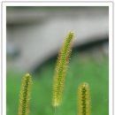 강아지풀 이미지