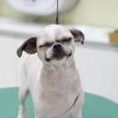 올리브펫 이미지