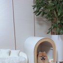똘이's 하우스 | 펫코본 강아지원목 집 튼튼한 강아지 하우스
