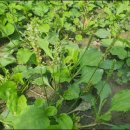 질경이농장2 이미지