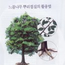 수테크 2007년 01월호 - 느릅나무 뿌리껍질의 활용법 이미지