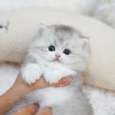 아띠캣 이미지