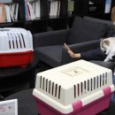 이영수 고양이 병원 이미지