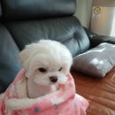 로얄종합동물병원 이미지