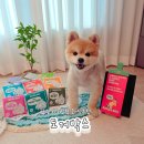 저단15 | 노령견 강아지 신장화식 추천 도거박스 저단저지 샘플팩 솔직후기 신장 간 췌장케어 필수템