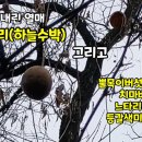 수박이 하늘에 달렸어요.하늘타리(하늘수박)효능과 뿔목이버섯(털목이),치마버섯,느타리버섯,등갈색미로버섯 @하늘타리 @야생버섯 @좋은 오늘 이미지